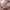 lilbobs.nl-tule-rok-thatsmine